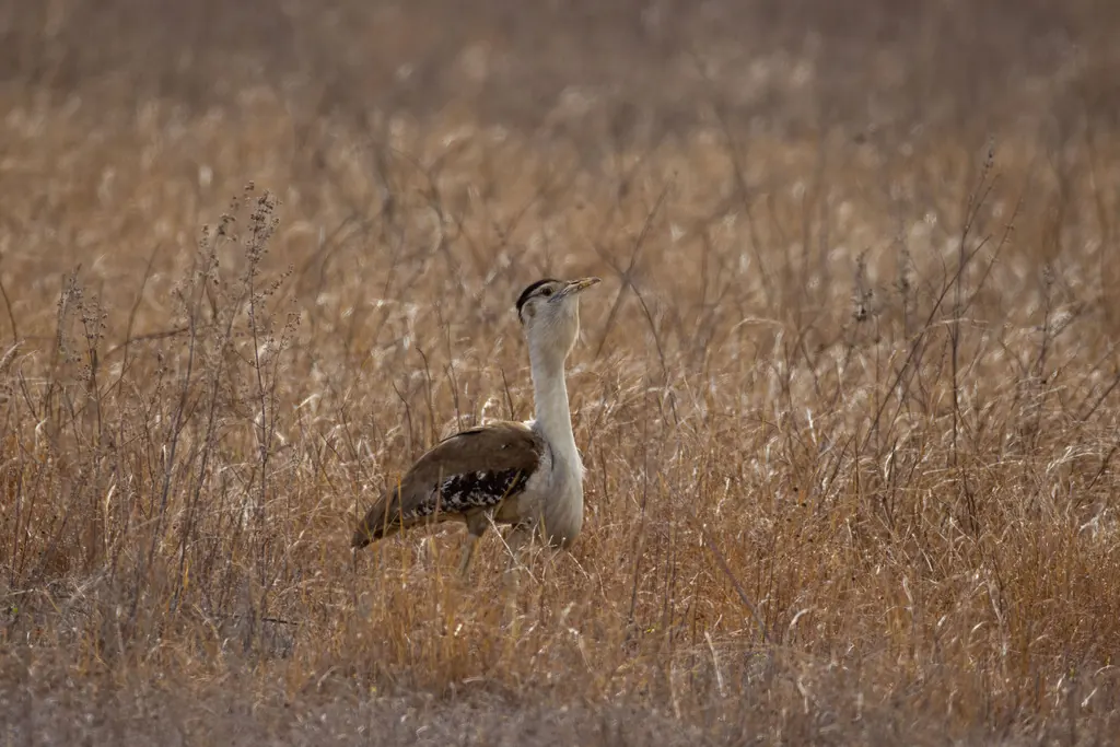 Australian bustard, Ardeotis australis, photographed in the wild near Mount Carbine Queensland