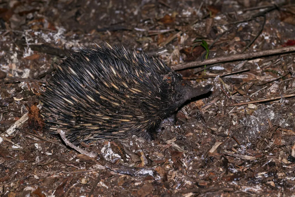 Short-beaked echidna, Tachyglossus aculeatus, photographed in the wild near Cairns Botanic Gardens, Edge Hill Queensland