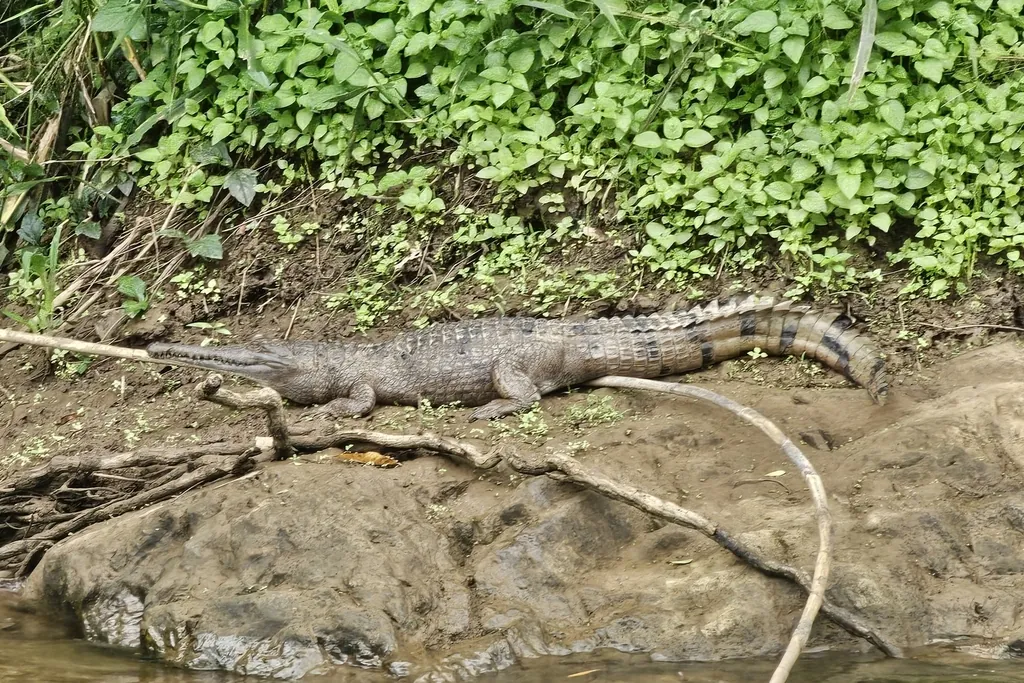 A crocodile lying on a rock by a creek