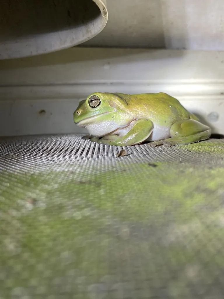 Green tree frog, Pelodryas caerulea, photographed in the wild near Kuranda, Queensland
