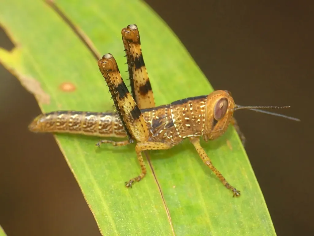 Giant grasshopper, Valanga irregularis, photographed in the wild near North Thornton Beach, Queensland