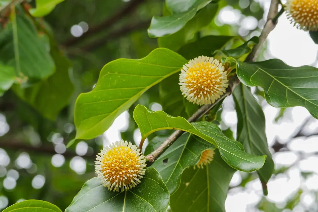 Leichhardt tree, Nauclea orientalis, photographed in the wild near Barron River, Cairns, Queensland