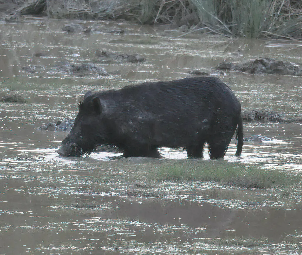 Feral pig, Sus scrofa, photographed in the wild near Lakefield Queensland
