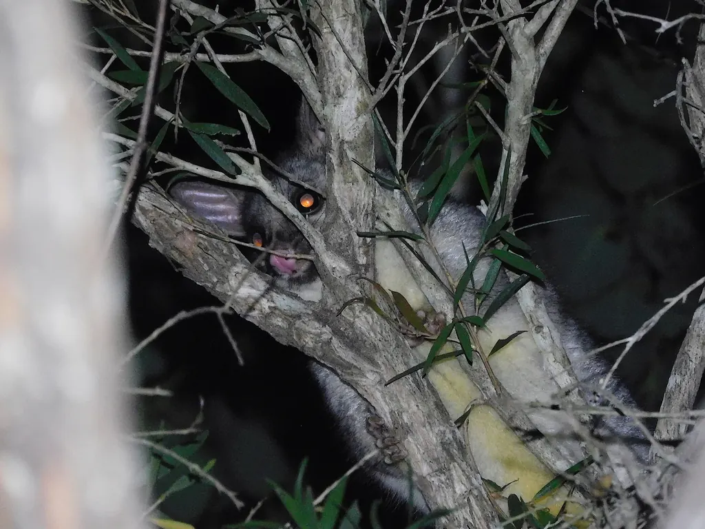 Common brushtail possum, Trichosurus vulpecula, photographed in the wild near Mutchilba Queensland