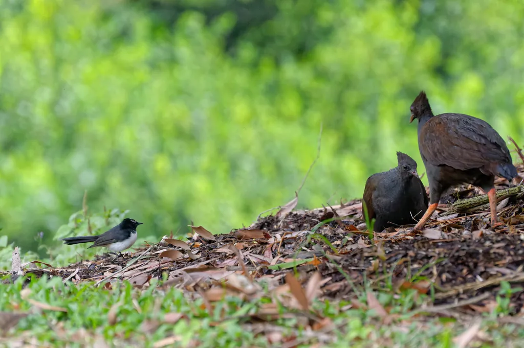 Two dark birds on a large mound of earth and leaves