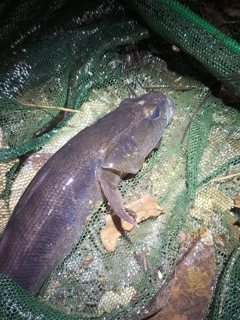 Sleepy cod, Oxyeleotris lineolata, photographed in the wild near East Barron Queensland