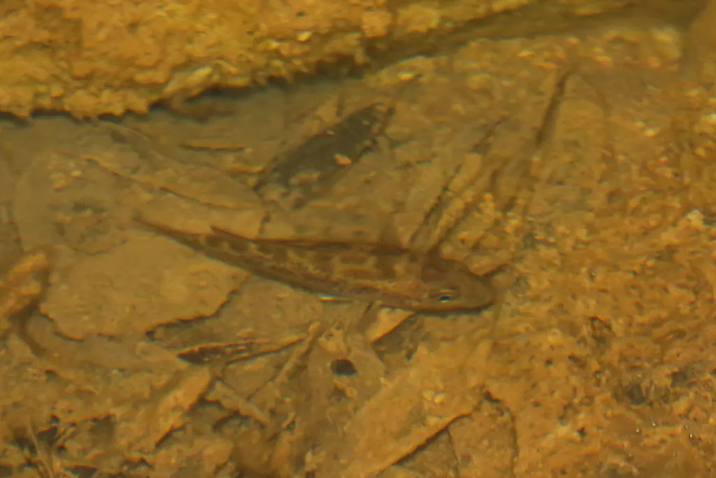Spangled perch, Leiopotherapon unicolor, photographed in the wild near Chillagoe Queensland
