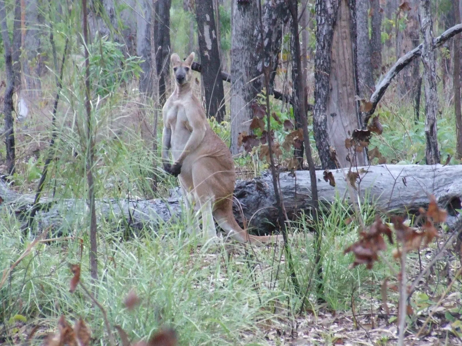 A tall reddish-tan kangaroo standing among burnt and regrowing woodland trees