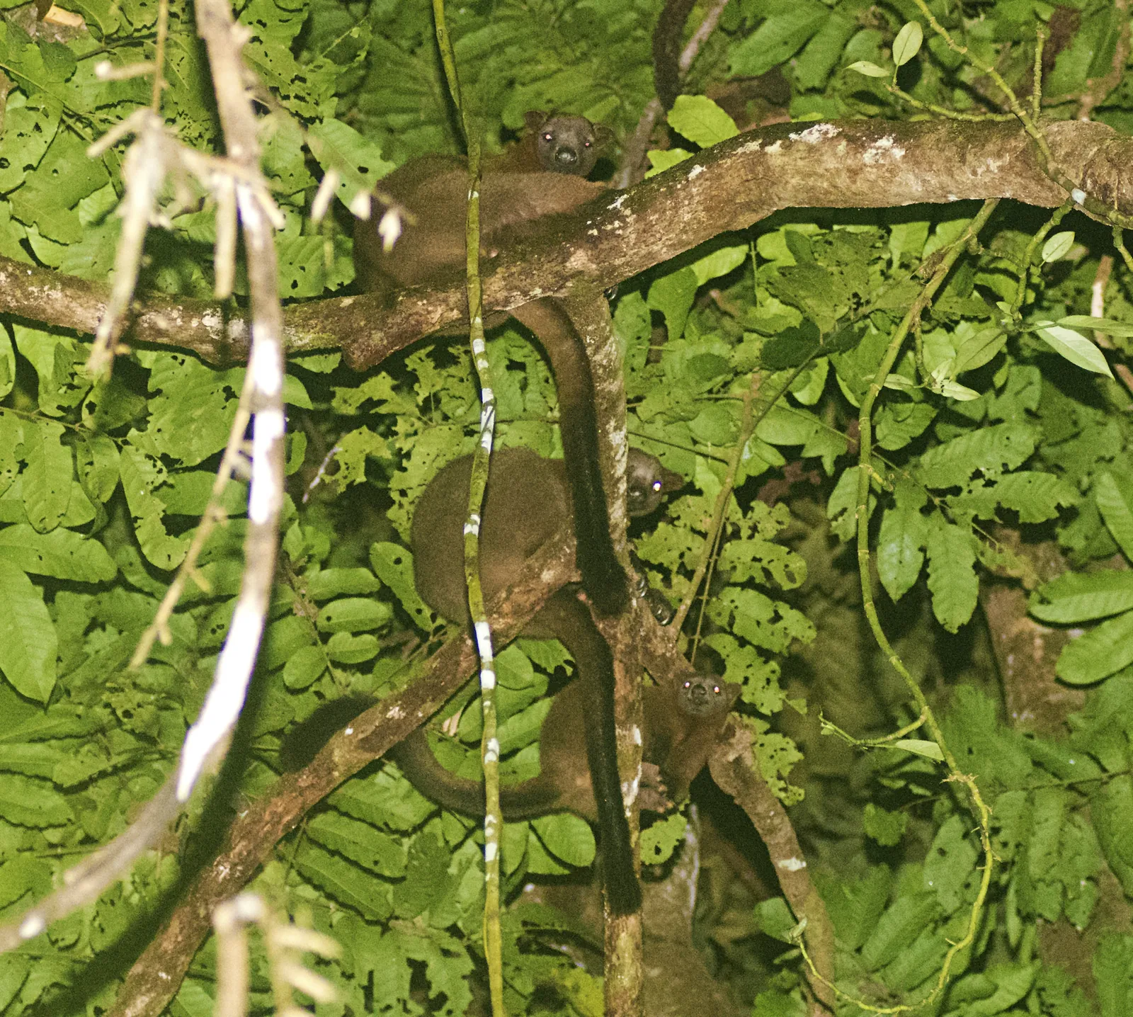 A tree-kangaroo sitting high in the canopy among leaves and vines
