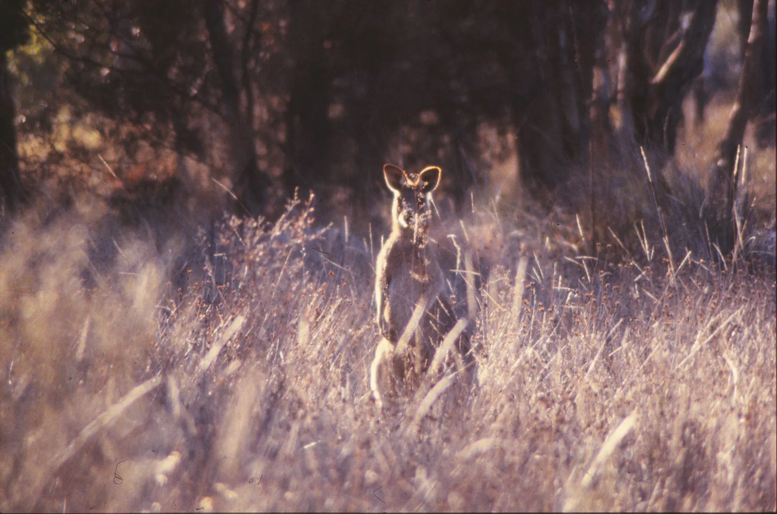 A grey kangaroo standing upright in tall dry grass under eucalypts, ears forward