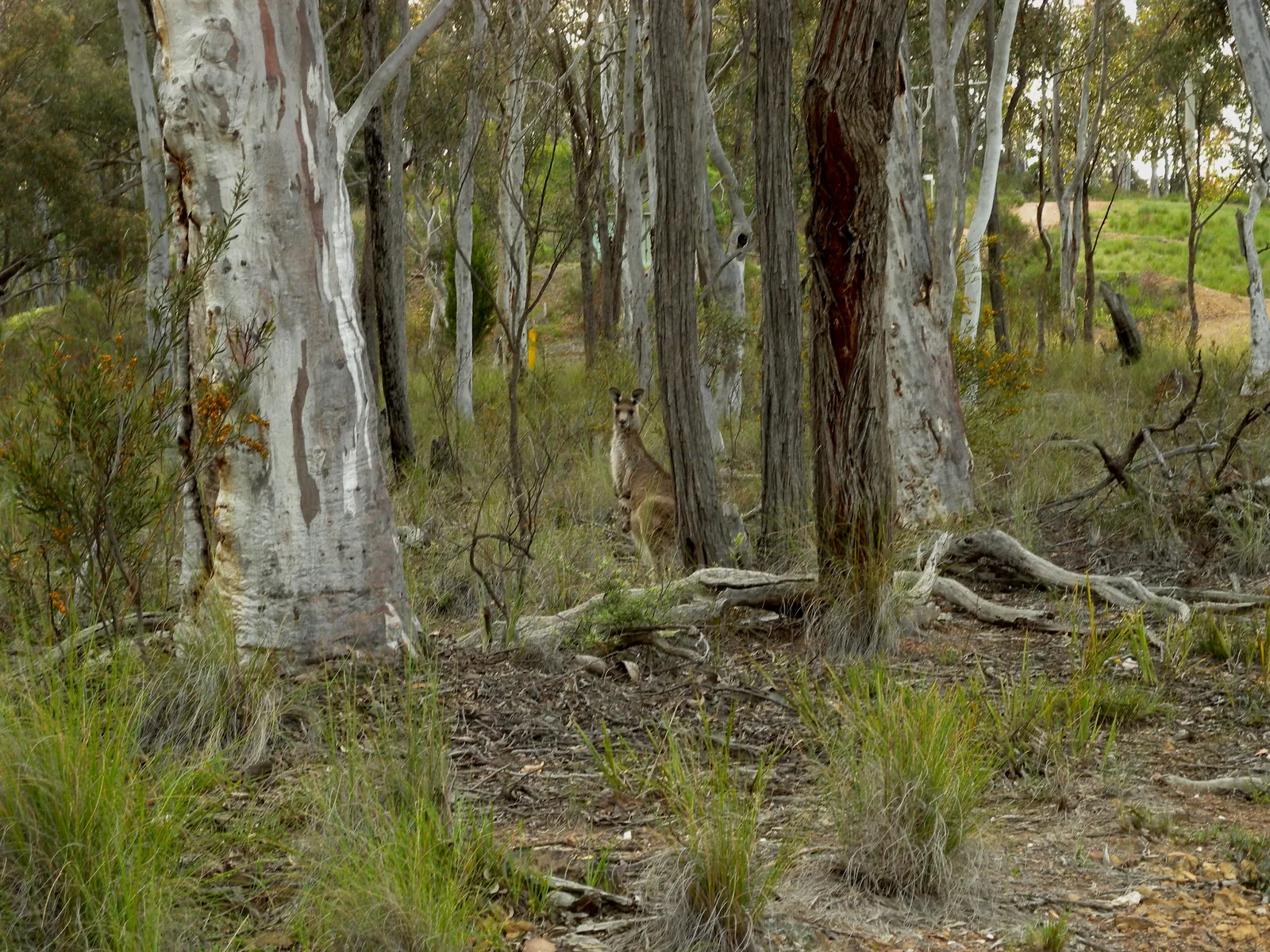 A female grey kangaroo standing in open woodland with a joey's head showing from her pouch