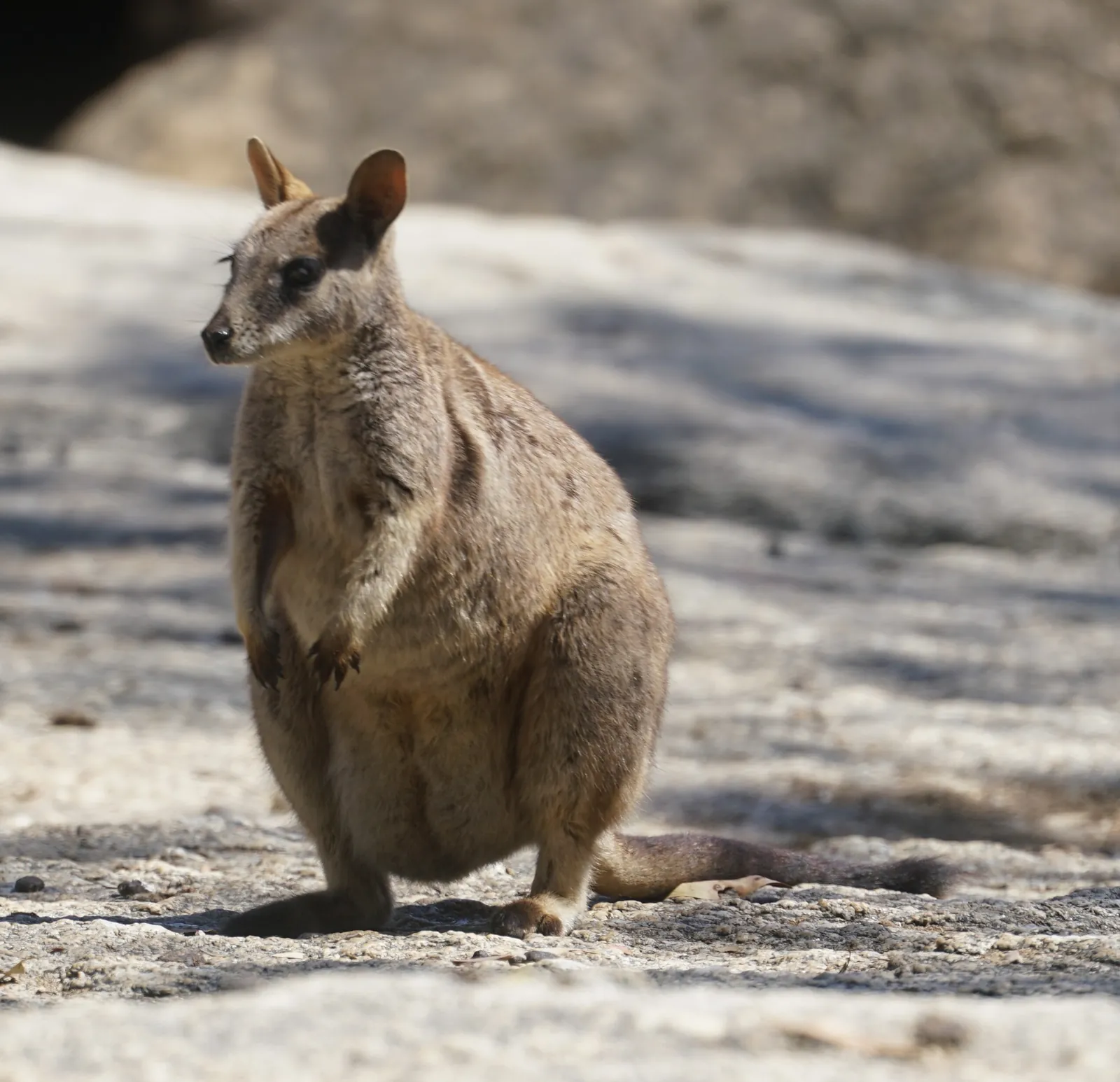 A small brown rock-wallaby sitting on a bare granite slab