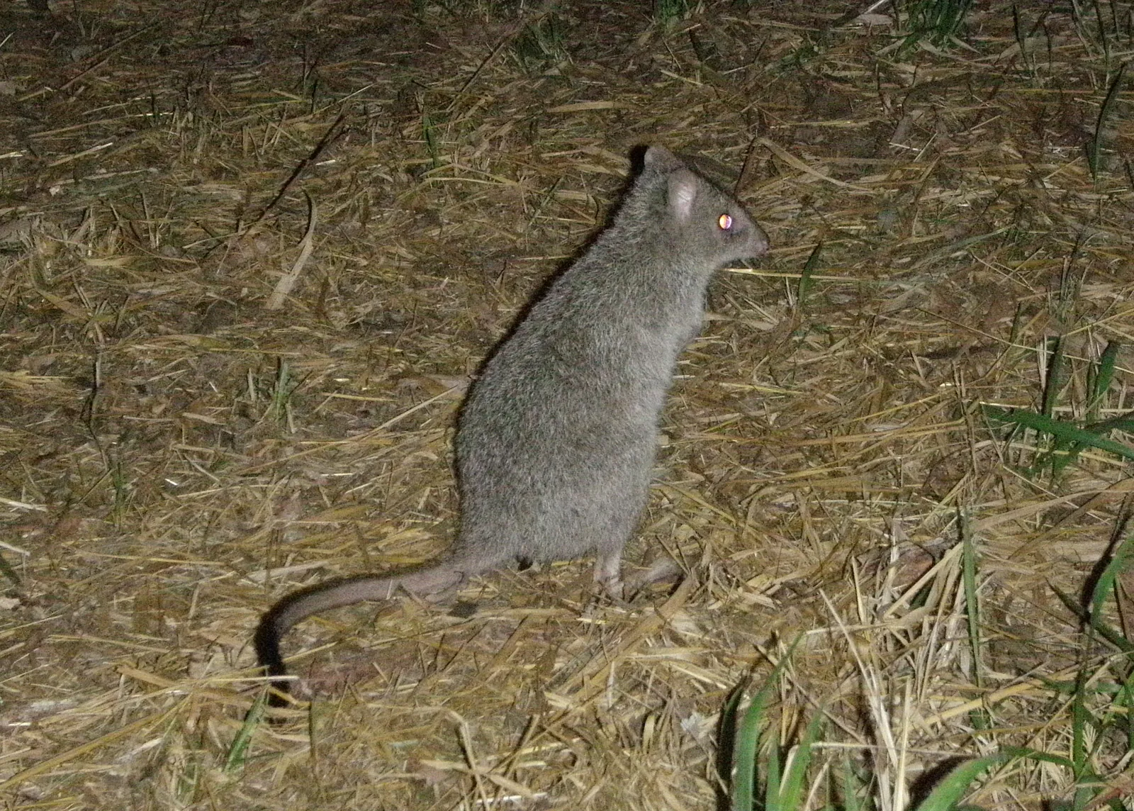 A small grey rat-kangaroo standing upright in dry grass at night