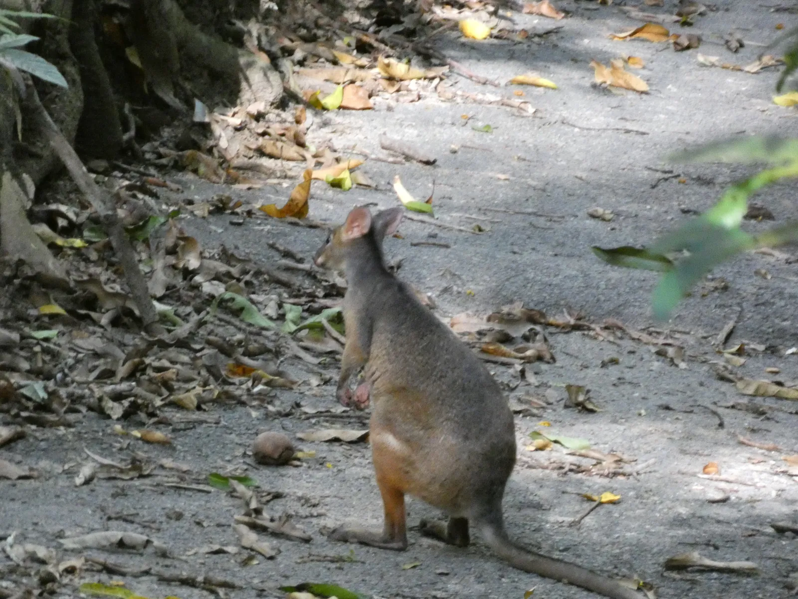A small dark wallaby with reddish legs on a forest track