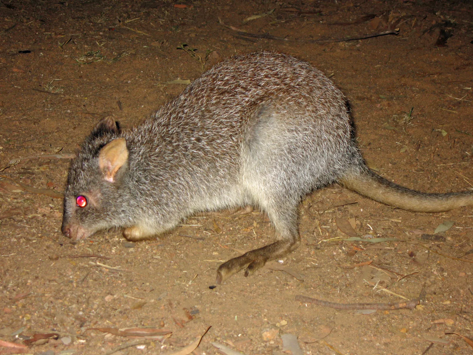 A rabbit-sized grey-brown rat-kangaroo on red earth at night, lit by a torch