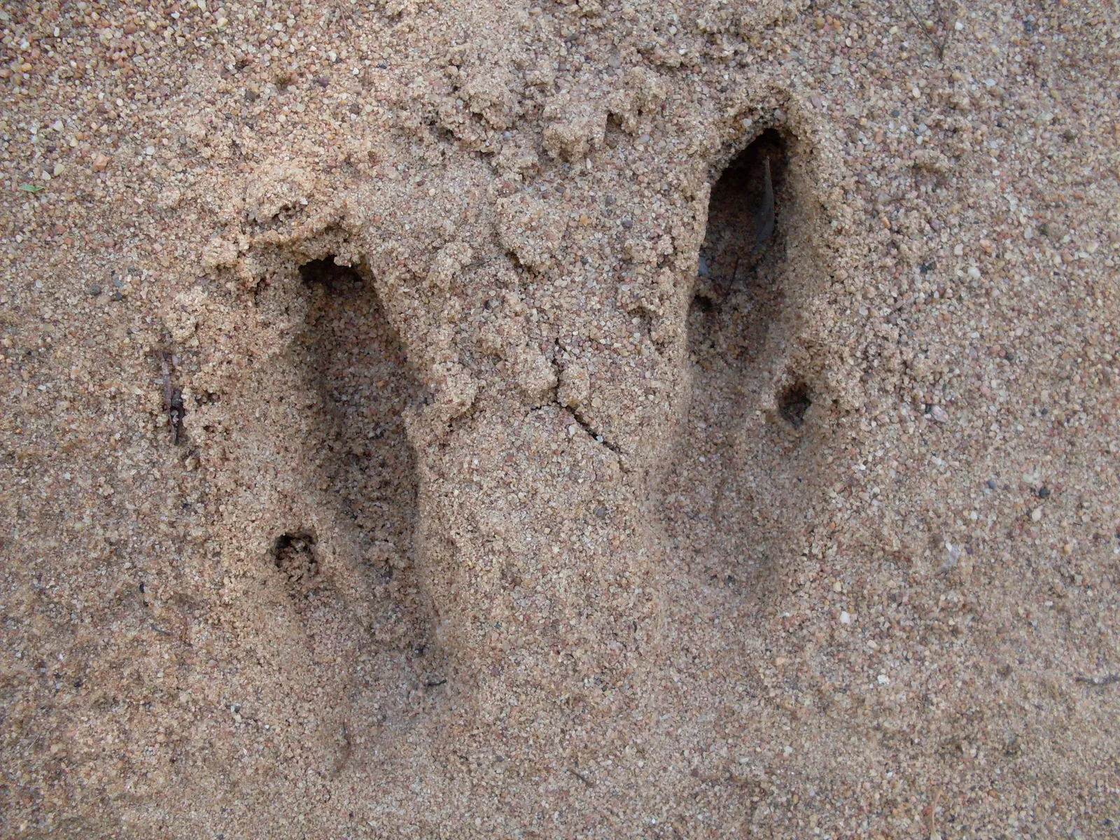 Two long narrow kangaroo hind-foot prints side by side in sand, with a tail mark between them