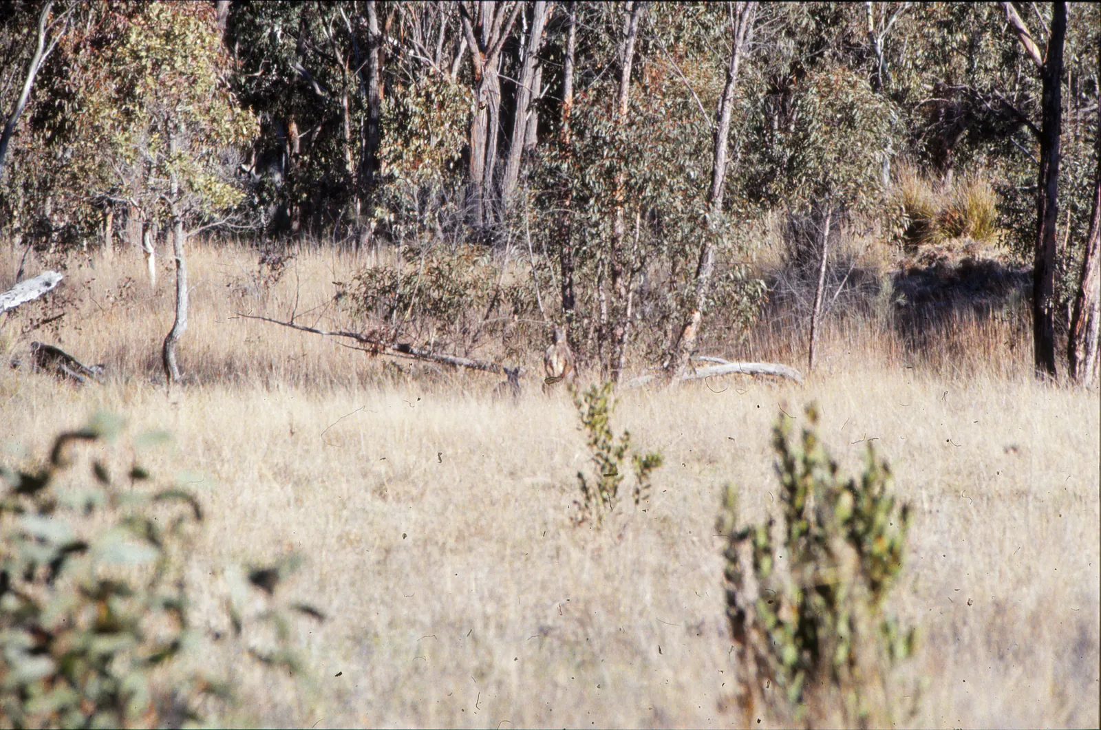 A dark wallaroo crouched at the edge of dry grass and timber on a stony slope