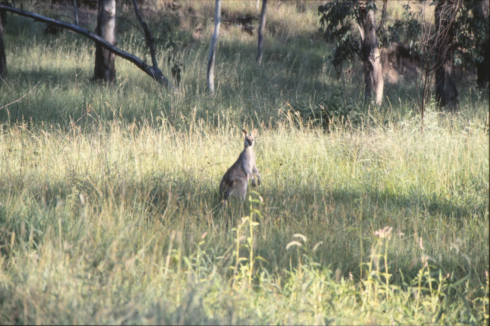 A pale wallaby with a white face stripe sitting in long dry grass in open woodland