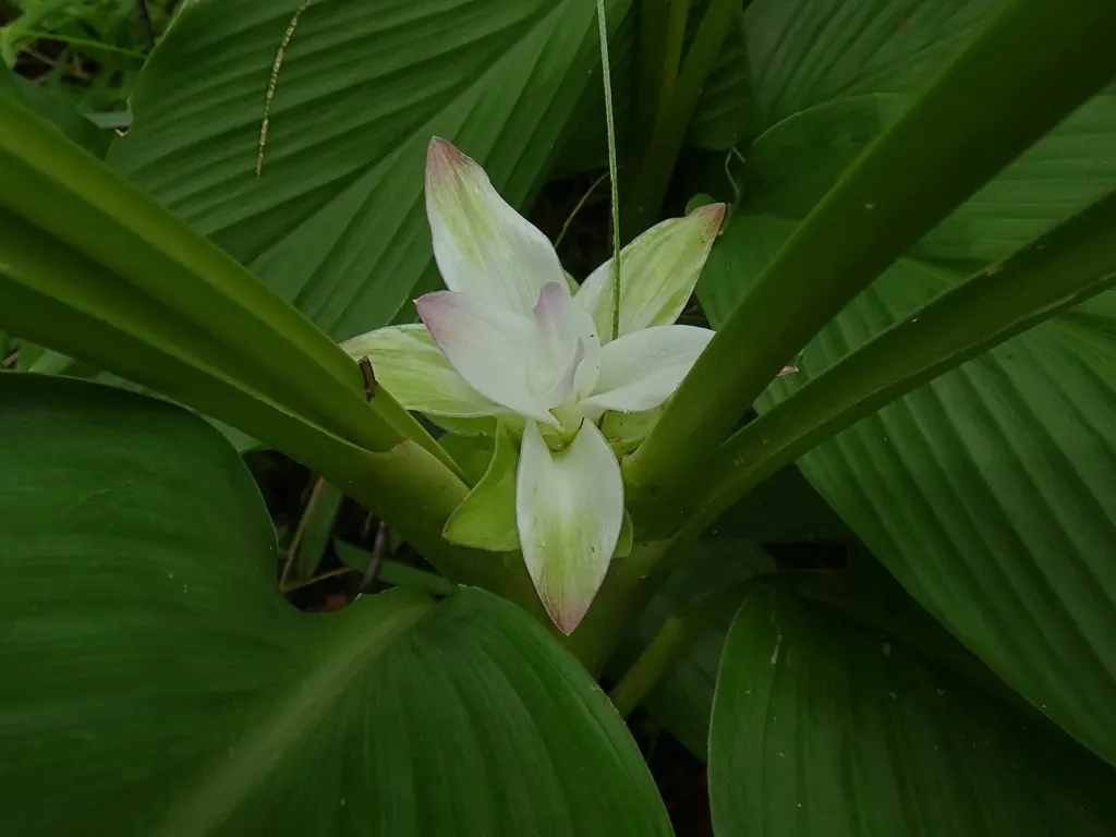 Native turmeric, wild ginger, Curcuma australasica, photographed in the wild near Cow Bay Beach, Queensland