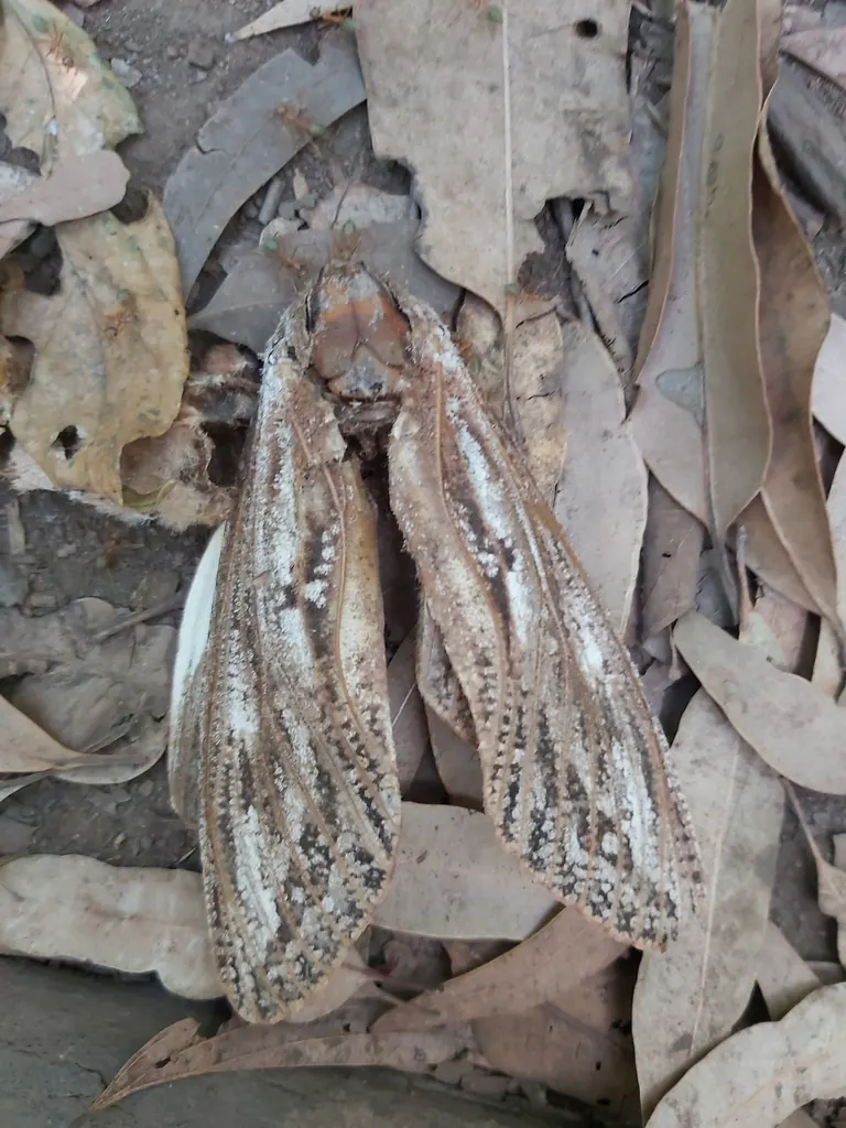 Witchetty grub moth, Endoxyla mackeri, photographed in the wild near Fitzroy Island Queensland
